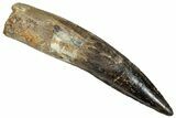 Bargain, Real Fossil Spinosaurus Tooth - Restored Root #272445-1